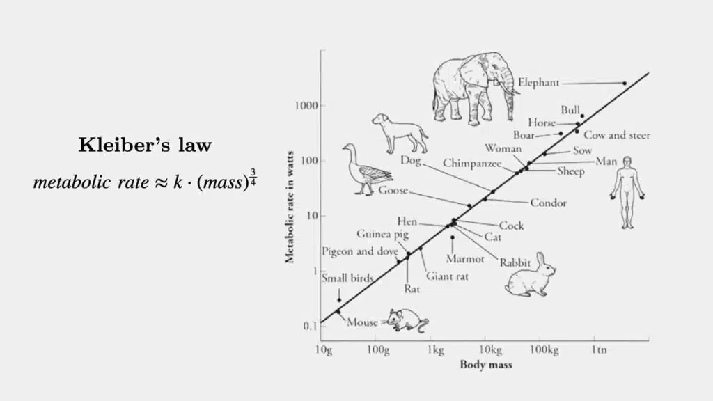 Power Law Größe und Energieumsatz eines Säugetieres.
